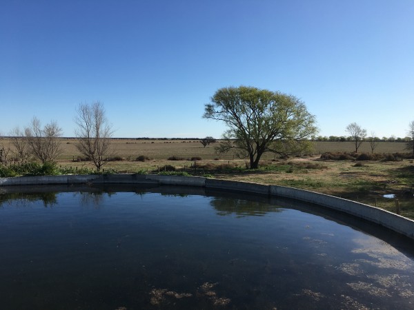 Venta Campo 587 has. Dpto. Conhello - La Pampa