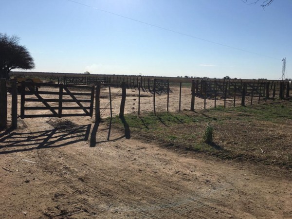 Venta Campo 587 has. Dpto. Conhello - La Pampa