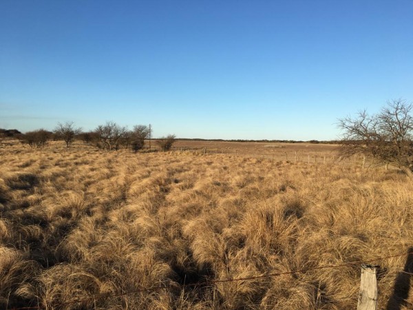 Venta Campo Ganadero - 640 Has - Conhello La Pampa