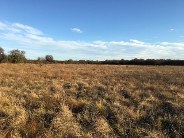 Venta Campo Ganadero - 640 Has - Conhello La Pampa