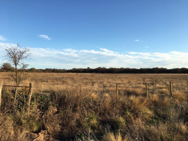 Venta Campo Ganadero - 640 Has - Conhello La Pampa