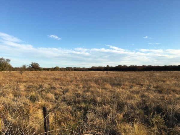 Venta Campo Ganadero - 640 Has - Conhello La Pampa