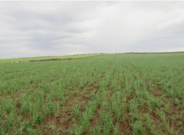 VENTA - Campo 729 has Winifreda - La Pampa