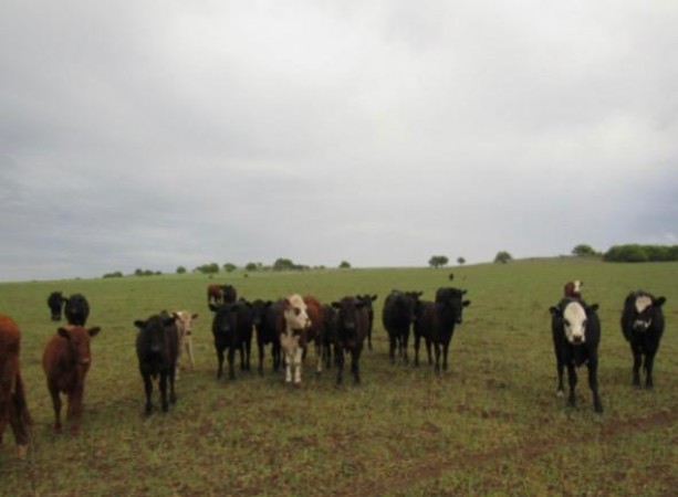 VENTA - Campo 729 has Winifreda - La Pampa