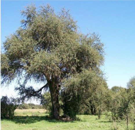 VENTA - Campo 729 has Winifreda - La Pampa