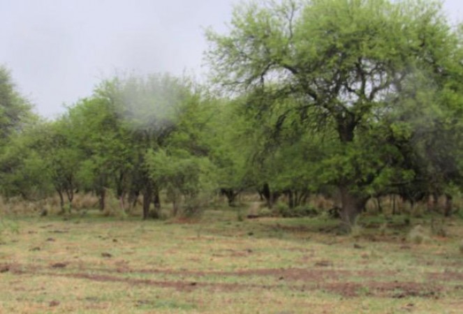 VENTA - Campo 729 has Winifreda - La Pampa