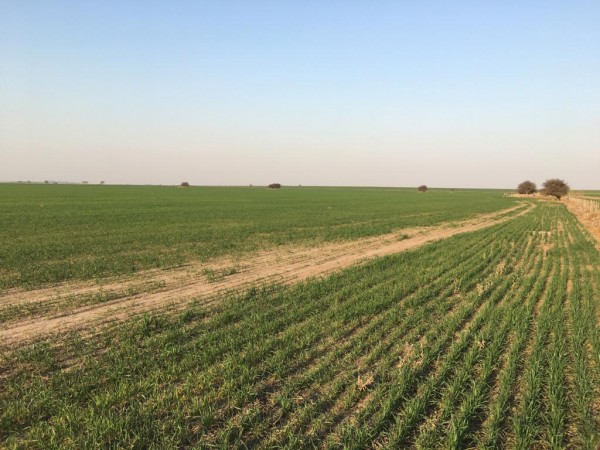 VENTA - Campo 178 Has - Dpto Capital - La Pampa 