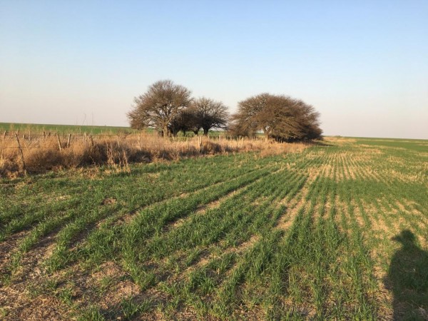 VENTA - Campo 178 Has - Dpto Capital - La Pampa 