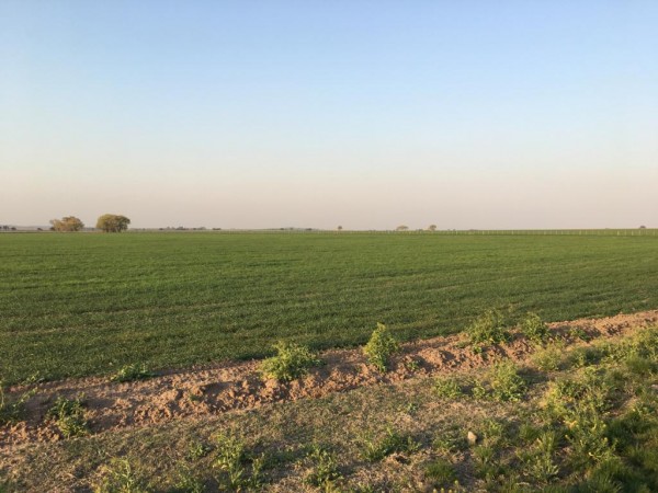 VENTA - Campo 178 Has - Dpto Capital - La Pampa 