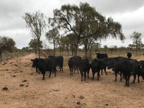 Venta Campo Ganadero - 4222 has. La Rioja - San Martin