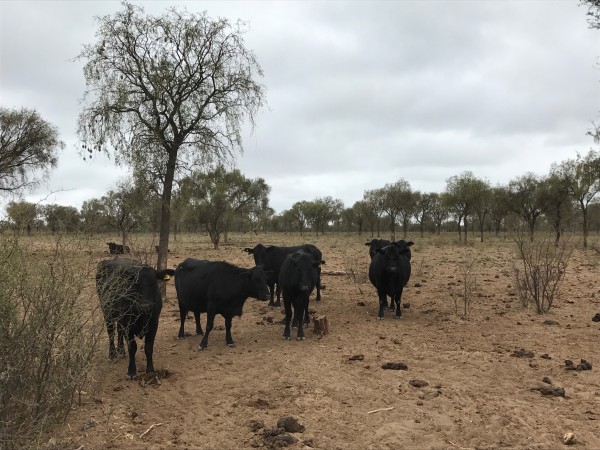 Venta Campo Ganadero - 4222 has. La Rioja - San Martin