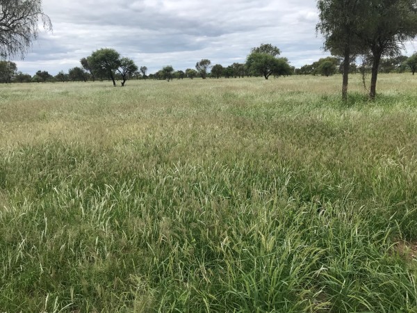 Venta Campo Ganadero - 4222 has. La Rioja - San Martin