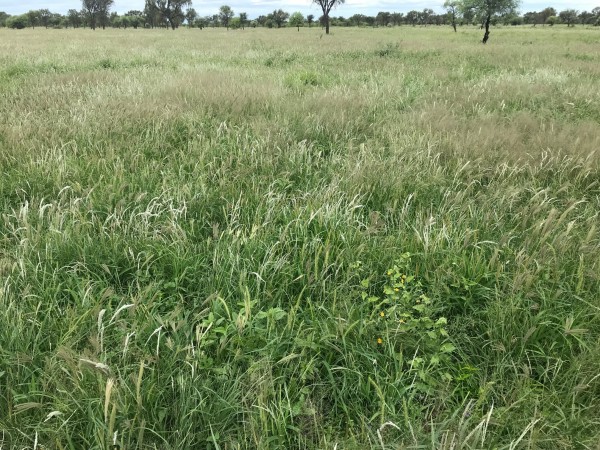 Venta Campo Ganadero - 4222 has. La Rioja - San Martin