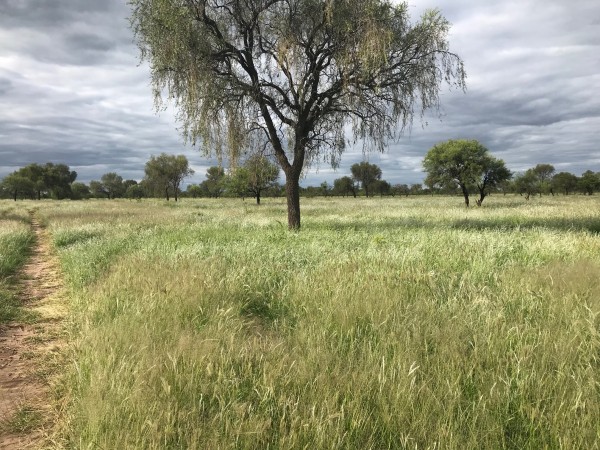 Venta Campo Ganadero - 4222 has. La Rioja - San Martin