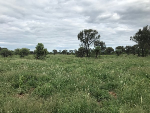 Venta Campo Ganadero - 4222 has. La Rioja - San Martin