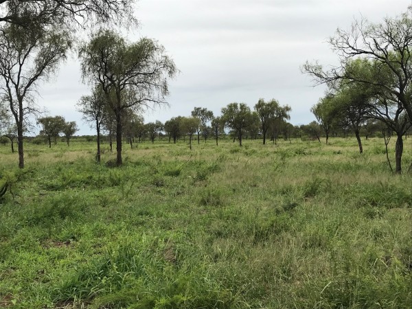 Venta Campo Ganadero - 4222 has. La Rioja - San Martin