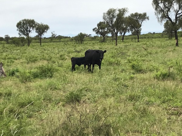 Venta Campo Ganadero - 4222 has. La Rioja - San Martin