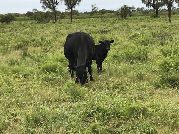 Venta Campo Ganadero - 4222 has. La Rioja - San Martin