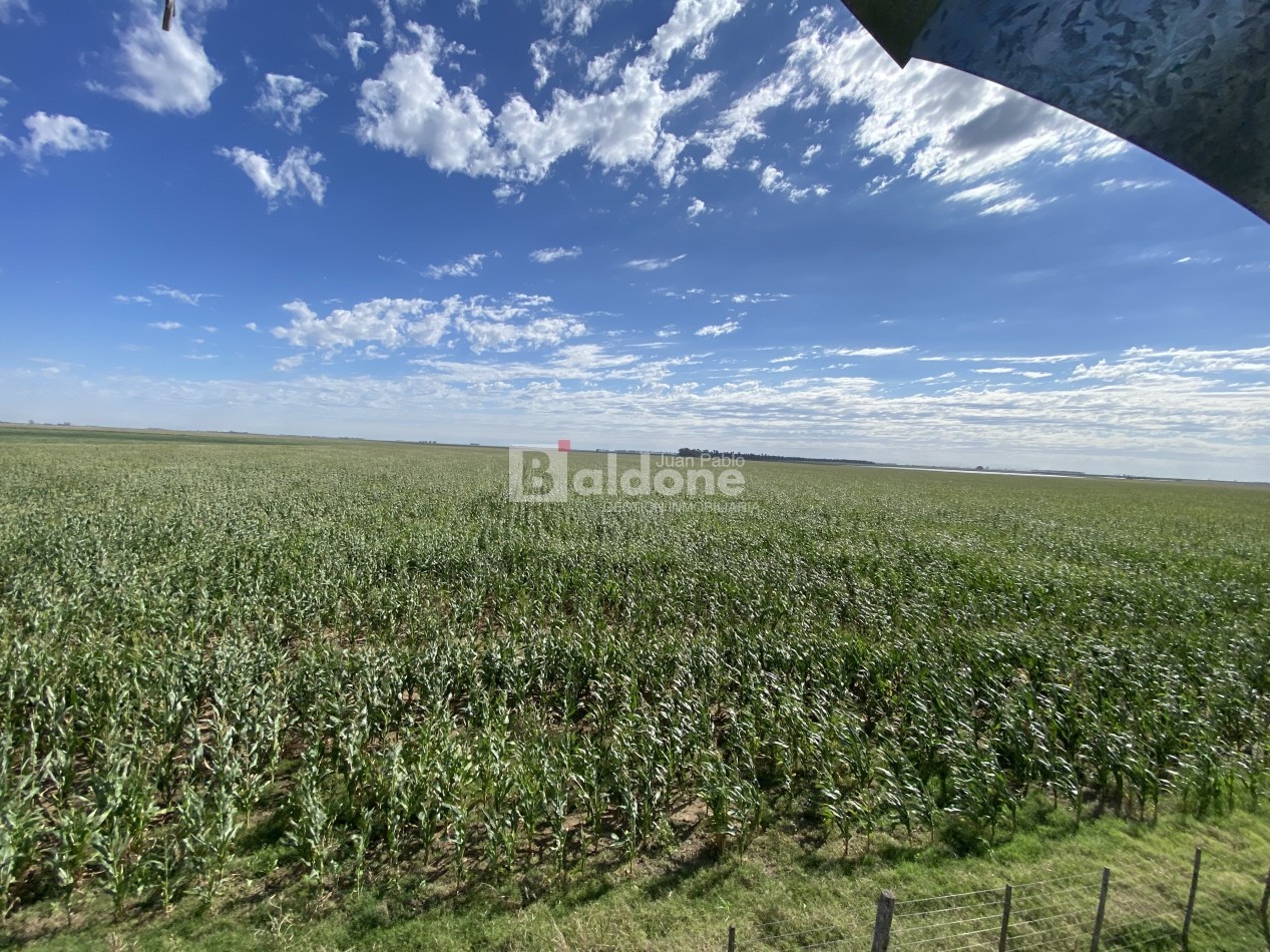 EN VENTA CAMPO 200 HECAREAS - DEPARTAMENTO REALICO - LA PAMPA