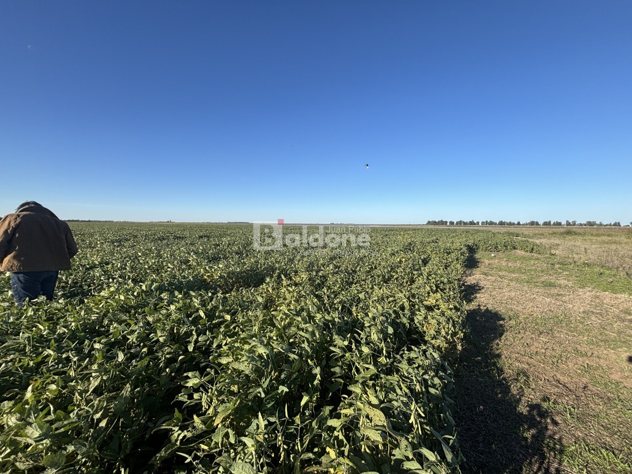 EN VENTA CAMPO 200 HECAREAS - DEPARTAMENTO REALICO - LA PAMPA