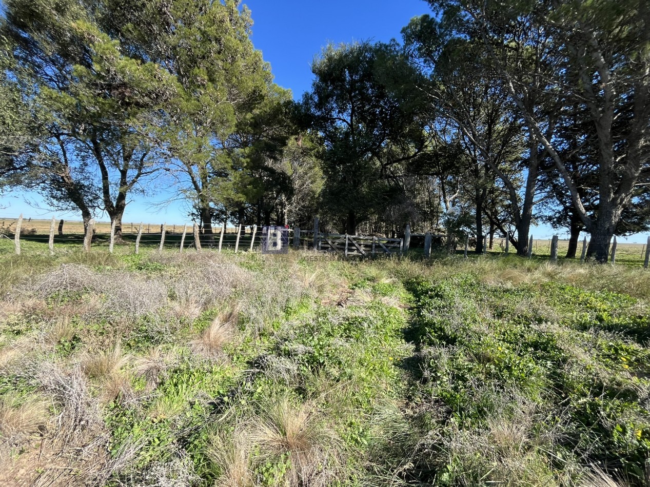 EN VENTA CAMPO 600 HAS - DPTO CAPITAL LA PAMPA