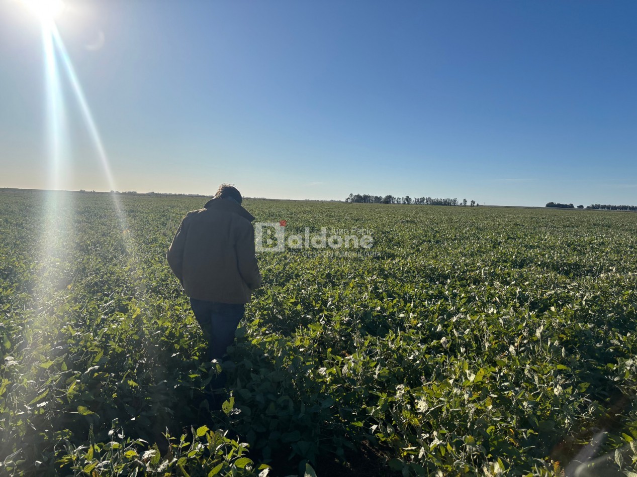 EN VENTA CAMPO 200 HECAREAS - DEPARTAMENTO REALICO - LA PAMPA