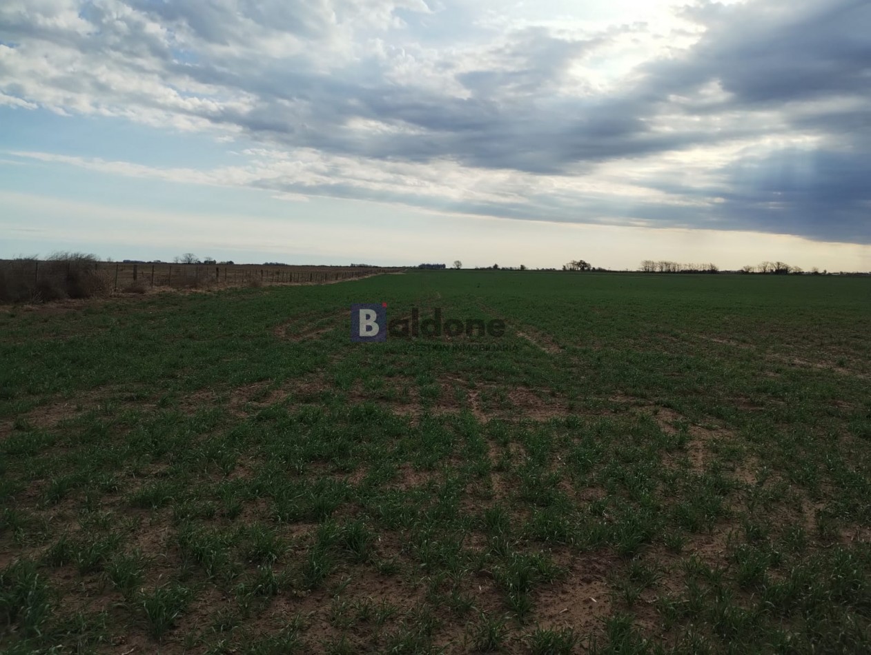 VENTA CAMPO 120 HAS - DPTO. MARACO - LA PAMPA