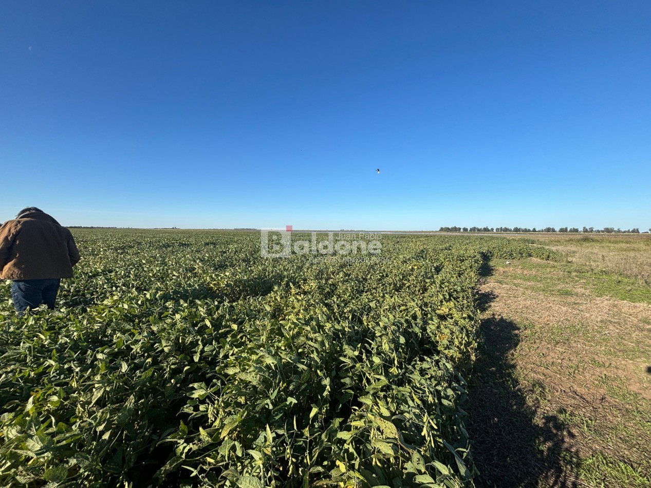EN VENTA CAMPO 200 HECAREAS - DEPARTAMENTO REALICO - LA PAMPA