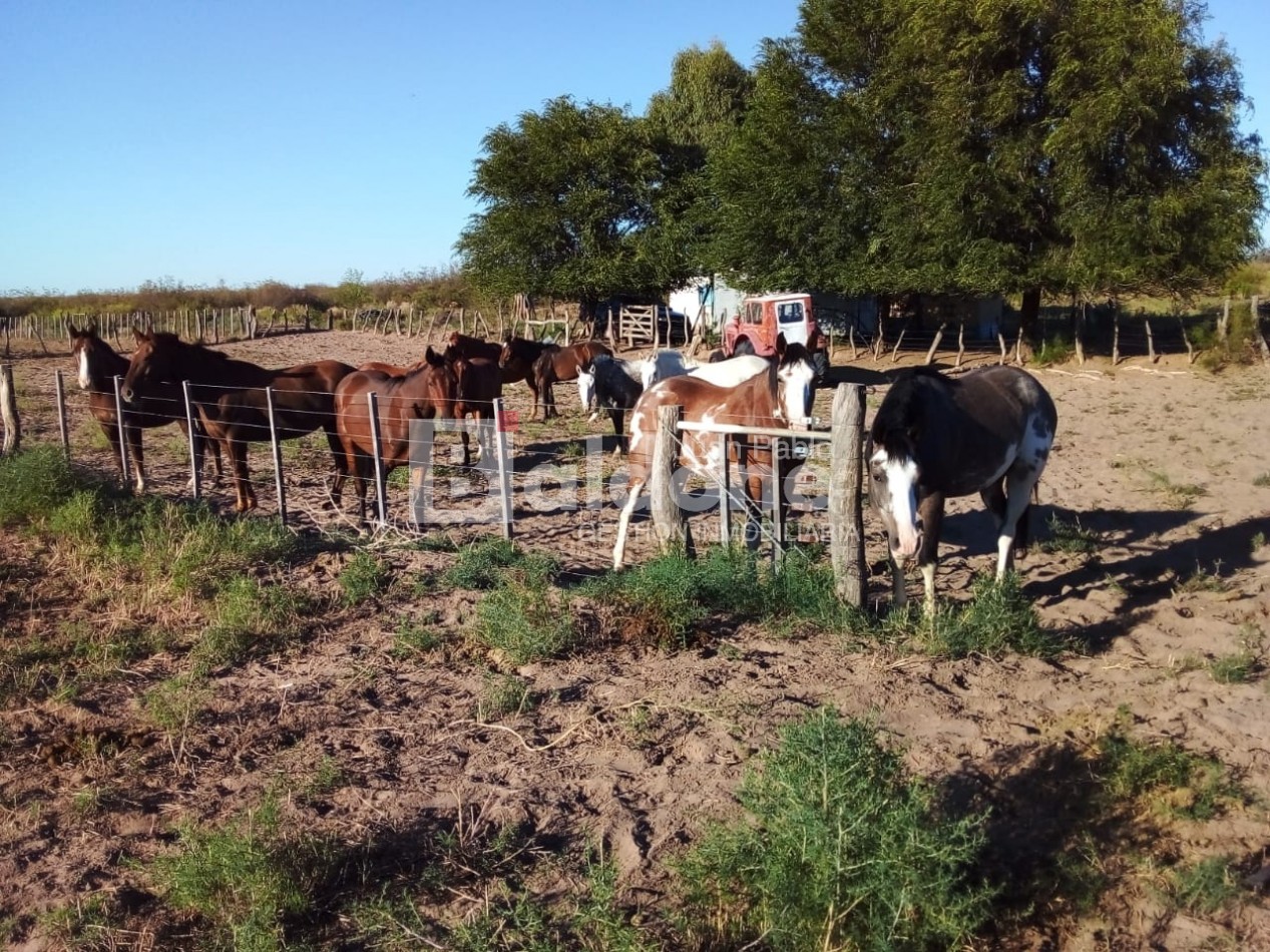 EN VENTA - CAMPO 4975 Has.- LIMAY MAHUIDA - LA PAMPA