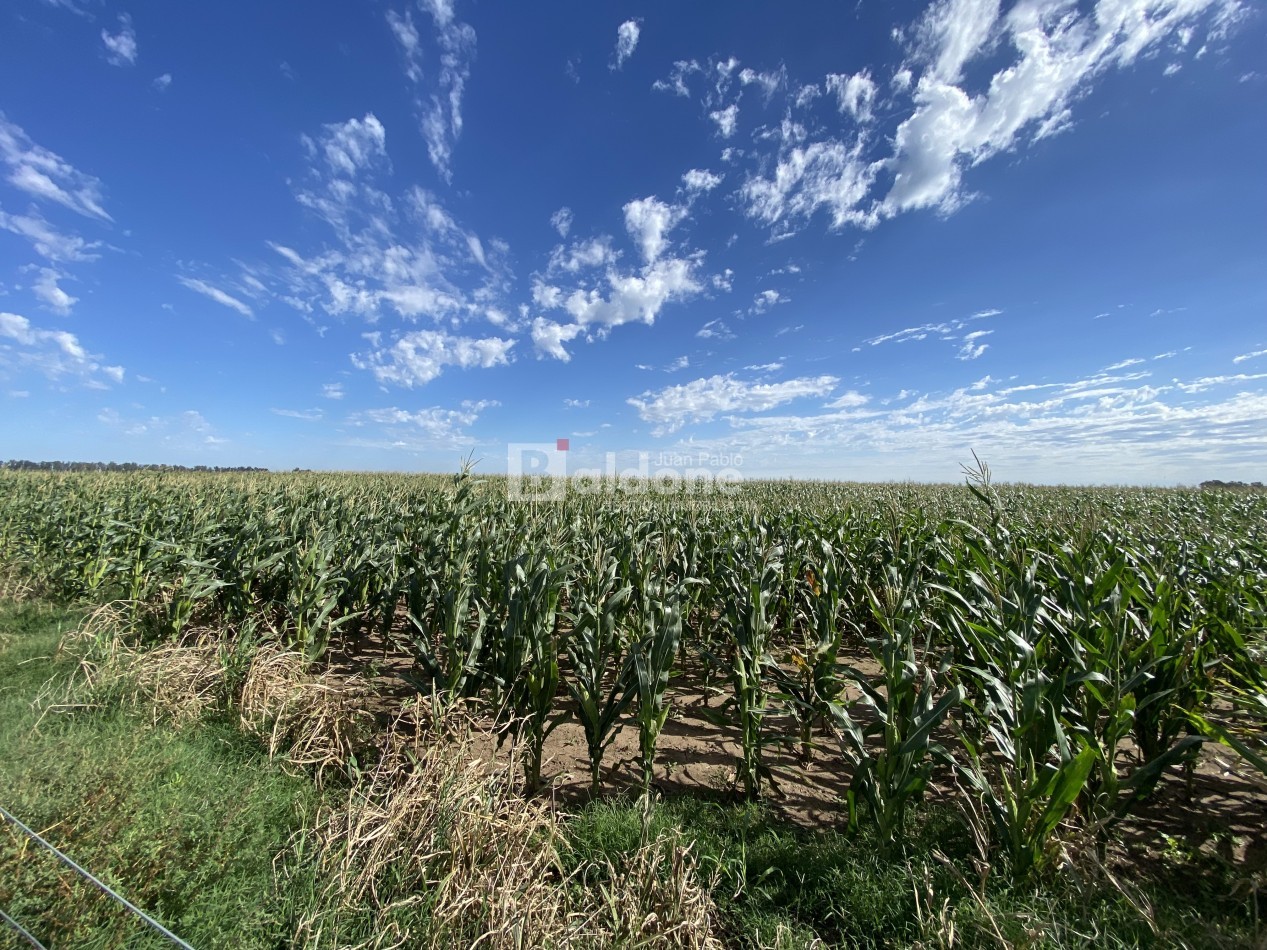 EN VENTA CAMPO 200 HECAREAS - DEPARTAMENTO REALICO - LA PAMPA