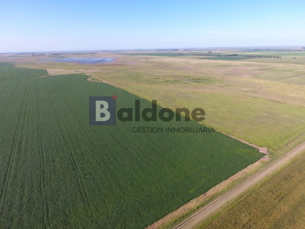 VENTA - Campo 253 Has - Dpto. Chapaleufu - La Pampa