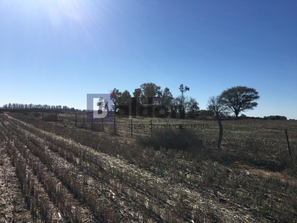 Venta - Campo 148 Has - Dpto. Conhello - La Pampa