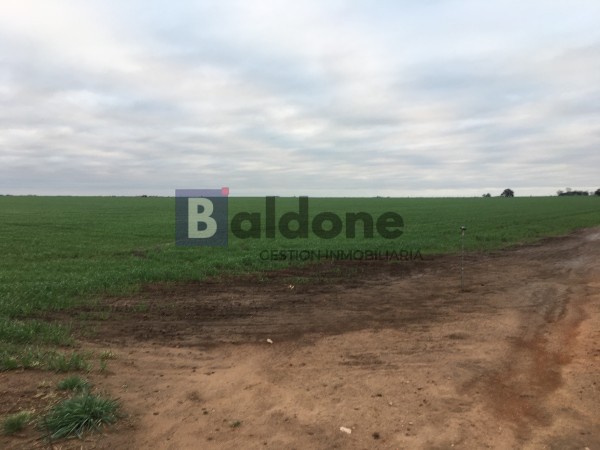 VENTA CAMPO 330 HAS - ARATA - DPTO TRENEL - LA PAMPA