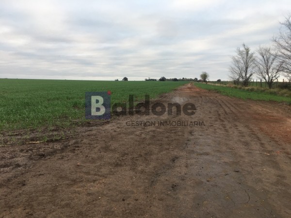 VENTA CAMPO 330 HAS - ARATA - DPTO TRENEL - LA PAMPA