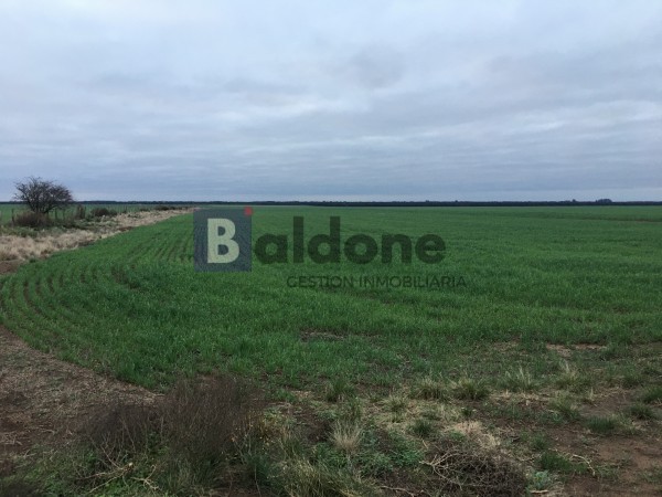 VENTA CAMPO 330 HAS - ARATA - DPTO TRENEL - LA PAMPA