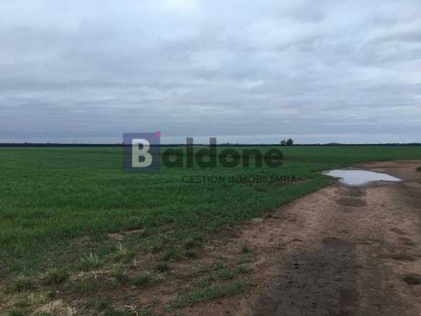 VENTA CAMPO 330 HAS - ARATA - DPTO TRENEL - LA PAMPA