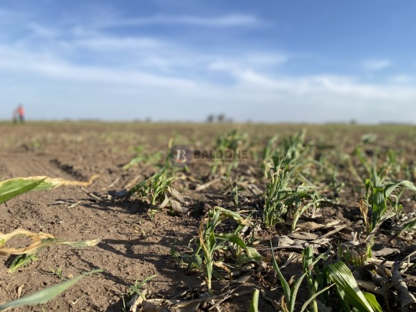 Venta - Campo 100 Has - Dpto. Quemu Quemu - La Pampa