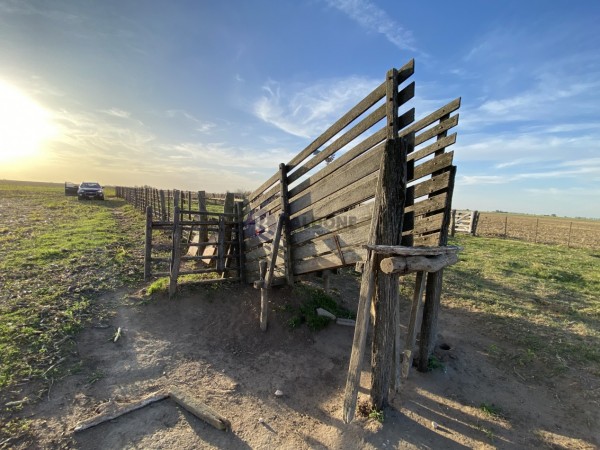 Venta - Campo 100 Has - Dpto. Quemu Quemu - La Pampa