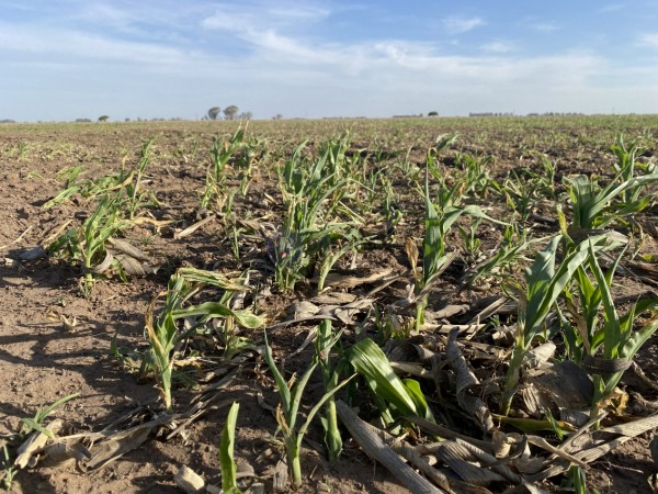 Venta - Campo 100 Has - Dpto. Quemu Quemu - La Pampa