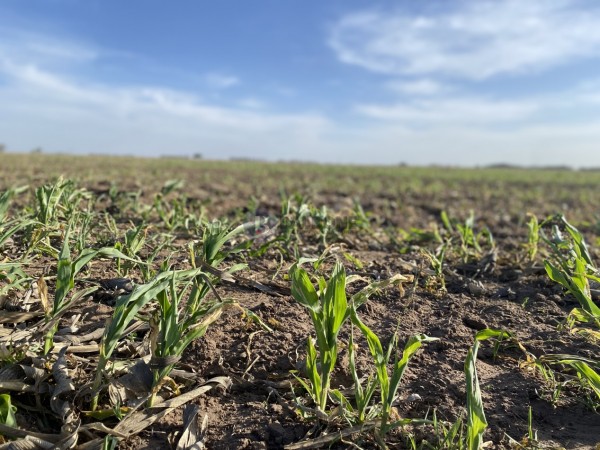 Venta - Campo 100 Has - Dpto. Quemu Quemu - La Pampa