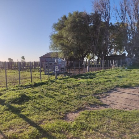 EN VENTA - CAMPO 197 HAS - DPTO CONHELLO - LA PAMPA