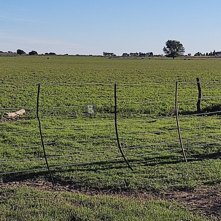 EN VENTA - CAMPO 197 HAS - DPTO CONHELLO - LA PAMPA