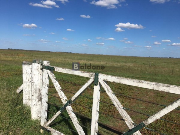 VENTA - Campo 253 Has - Dpto. Chapaleufu - La Pampa