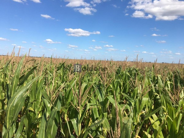 VENTA - Campo 253 Has - Dpto. Chapaleufu - La Pampa