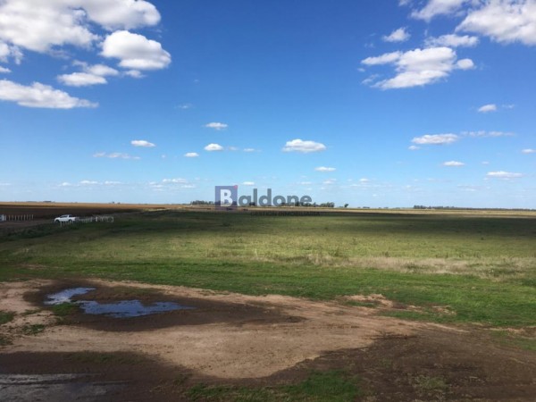 VENTA - Campo 253 Has - Dpto. Chapaleufu - La Pampa