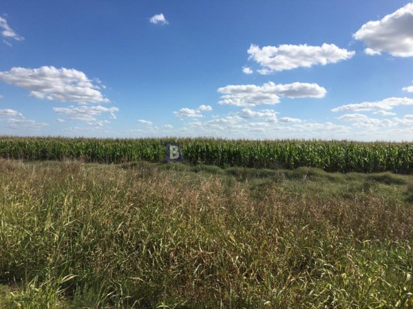 VENTA - Campo 253 Has - Dpto. Chapaleufu - La Pampa