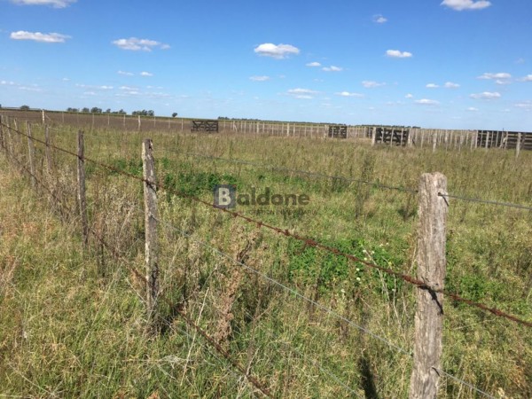 VENTA - Campo 253 Has - Dpto. Chapaleufu - La Pampa