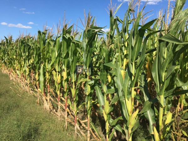 VENTA - Campo 253 Has - Dpto. Chapaleufu - La Pampa