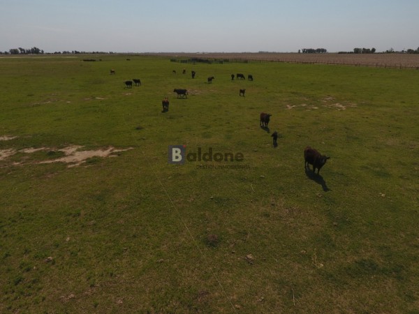 VENTA - Campo 253 Has - Dpto. Chapaleufu - La Pampa