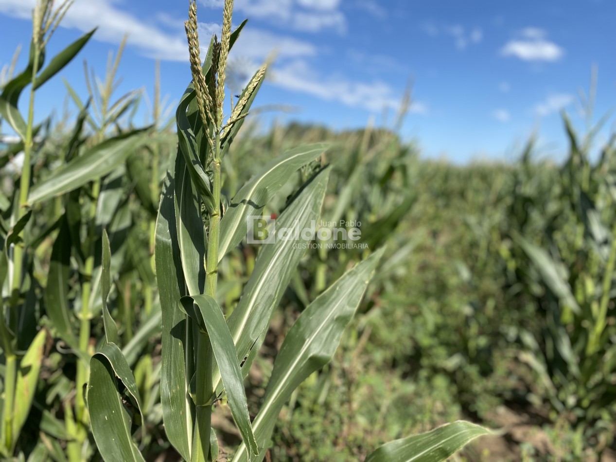 EN VENTA CAMPO 200 HECAREAS - DEPARTAMENTO REALICO - LA PAMPA